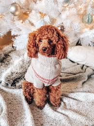 Black And White Toy Poodle Brown Toy Poodle With White And Red Costume Photo Free Dog Image On Unsplash Brown Toy Poodle Poodle Puppy Toy Poodle Puppy