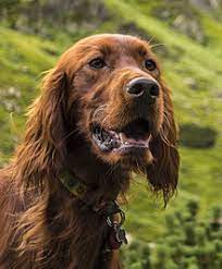 Maybe you would like to learn more about one of these? Irish Setter Wikipedia
