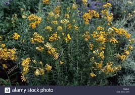 Premium stock photo of curry pflanze. Curry Pflanze Wachst Helichrysum Italicum Syn Angustifolium Stockfotografie Alamy