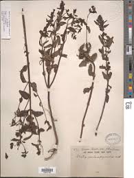 Image result for Alectra vogelii