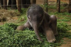 Animal News Cute Baby Elephant Baby Animals Pictures Cute Baby Animals