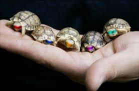Maybe you would like to learn more about one of these? Animals Pathwayz