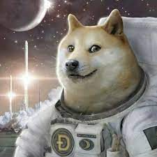 Doge 1080x1080 / 1080 x 1080 doge : Dogecoin Dogecointhemoon Twitter