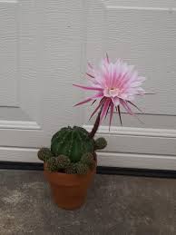 Home › cactus › echinobivia 'rainbow bursts'. Scrolldrop Cactus