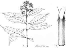 Image result for Gaertnera paniculata