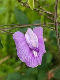 Image result for Centrosema