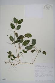 Image result for Justicia matammensis