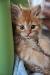 Fluffy Orange Ginger Kittens