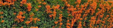 Image result for Pyrostegia