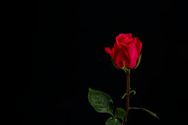 129 black and orange aesthetic. Best 100 Black Rose Pictures Download Free Images On Unsplash