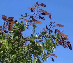 Image result for Julbernardia