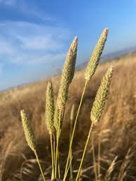 Image result for Phalaris