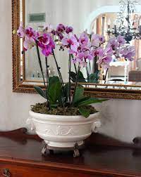 Caring For Orchids Orchids Plants Orchid Care