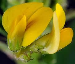 Image result for Medicago polymorpha