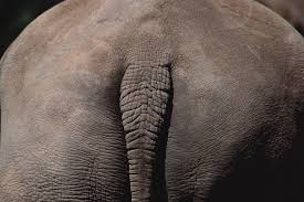 This is a situation where a hair on the human body curls or grows completely under your skin. How To Get Rid Of Butt Hair Everything To Know About Grooming Your Ass Gq