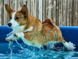 corgi dive corgi smile corgi pictures corgi