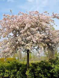 Image result for Kraussia floribunda