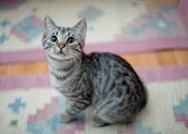 Paw pals pet sitting services. Pet Sitting How Safe Is It How Much Does It Cost And How Much Can You Earn Lovemoney Com