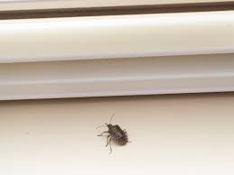 A ladybug can live as long as they have stored fats in their bodies. Stink Bug Control Info How To Get Rid Of Stink Bug