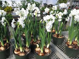 Q1 1 Jpg Planting Bulbs Bulb Flowers Plants