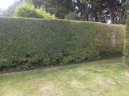 Privet hedges are a popular and attractive way of delineating a property line. Privet Hedge Issues Tree Health Care Arbtalk The Social Network For Arborists
