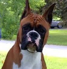 Adopt boxer dogs in california. Boxer Breeders In California Top 7 Picks 2021 We Love Doodles