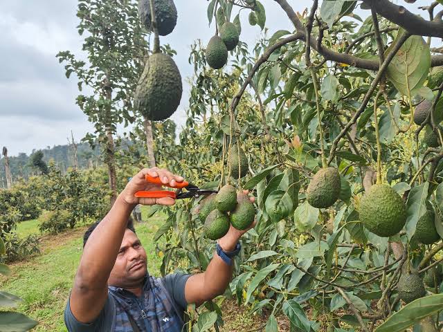 Avocado Cultivation Gains Ground in North Bengal as NBU Explores ‘Hass’ Variety