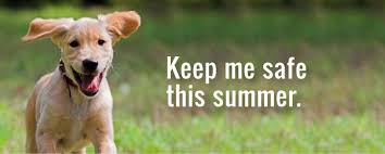 Find a furry new friend and give these dogs and cats the love and care they need. Heat Related Pet Safety City Of Lawrence Kansas