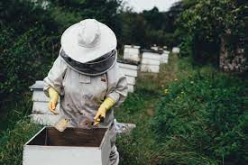 How Much Does It Cost To Start Beekeeping Queen Colony