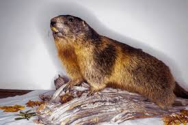 Image result for Cynomys gunnisoni obrázek