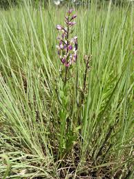 Image result for Brachycorythis buchananii