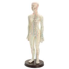 Human Body Acupuncture Medical Model Male Female Meridians Model Chart Book Base 48 50cm