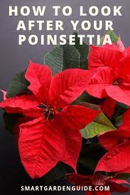 Old yellow leaves in a poinsettia. Poinsettia Plant Care How To Look After Your Poinsettia Smart Garden Guide