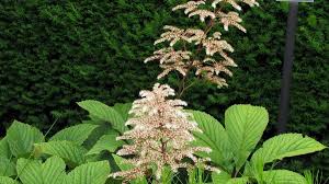 Image result for Launaea rogersii