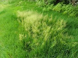 Image result for Agrostis pilgeriana