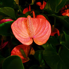 De 5 à 9 feuolles ligulées de 4 à 12 cm de long sur 5 à 10 mm de large, contractées à la base, atténuées aux 2 extrémités, surtout distale. Plante Epiphyte Definition Et Liste Ooreka