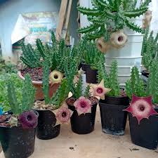 Image result for Huernia erectiloba