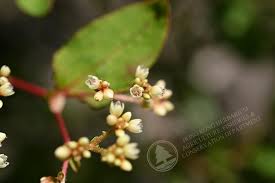 Image result for Persicaria madagascariensis