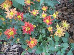 Image result for Chrysanthellum indicum