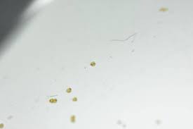 Females produce eggs occasionally during their entire fertile stage. Pregnant Goldfish What To Look For What To Do Guide