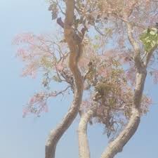 Image result for Stereospermum kunthianum