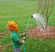 How long to water your lawn. Tree Watering Necessary During Drought Conditions Colorado State Forest Service
