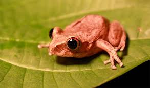 Image result for Argocoffeopsis eketensis