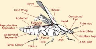 It is a synthetic chemical similar to the natural insecticide pyrethrum which comes from the chrysanthemum plant, but it remains effective for longer periods of time Beetle Anatomy Species Anatomy Pictures Diagram