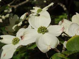 Virginia designated flowering dogwood (cornus florida) as the official state flower in 1918, and as the official state tree in 1956. Cornus Florida Flowering Dogwood Native Plants Of North America