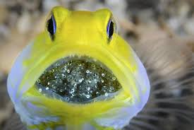 Kuda laut mempunyai ekor panjang yang boleh digunakan untuk memegang sesuatu di dalam air supaya dia tidak diseret atau terbawa arus. 10 Hewan Ini Punya Proses Melahirkan Yang Tak Biasa