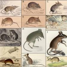 There are myriads of pest control methods that can totally eliminate pest infestations. Pdf A Roadmap For Future Aardvark Research
