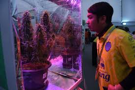 Lucky doctor humps real hot mature in office. Thailand Will Soon Allow Its Citizens To Grow Cannabis At Home To Sell To The Government