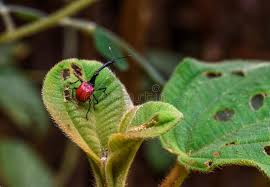 Image result for Dichaetanthera