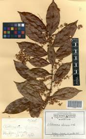 Image result for Phyllocosmus